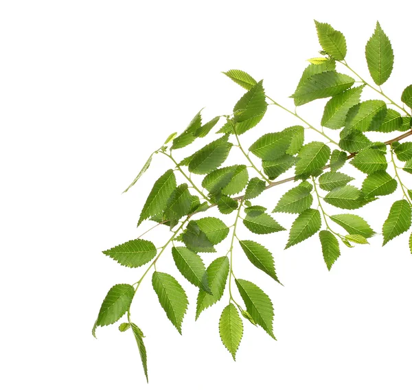 Vacker grön kvist isolerad på vit — Stockfoto
