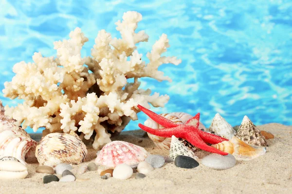 Coral marino con conchas sobre fondo de agua de cerca —  Fotos de Stock