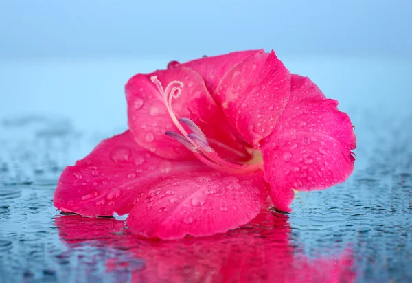 Hermoso brote de gladiolo rosa sobre fondo azul primer plano —  Fotos de Stock