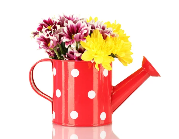 Colorful chrysanthemums in red watering can with white polka dot isolated o — Stock Photo, Image