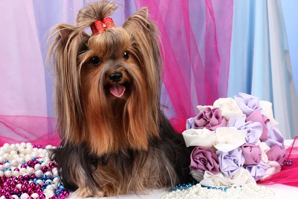 Beautiful yorkshire terrier on background fabric — Stock Photo, Image