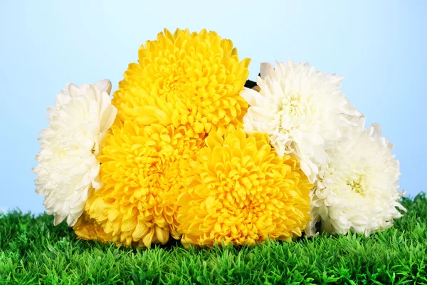Mooie chrysant op gras op blauwe achtergrond — Stockfoto
