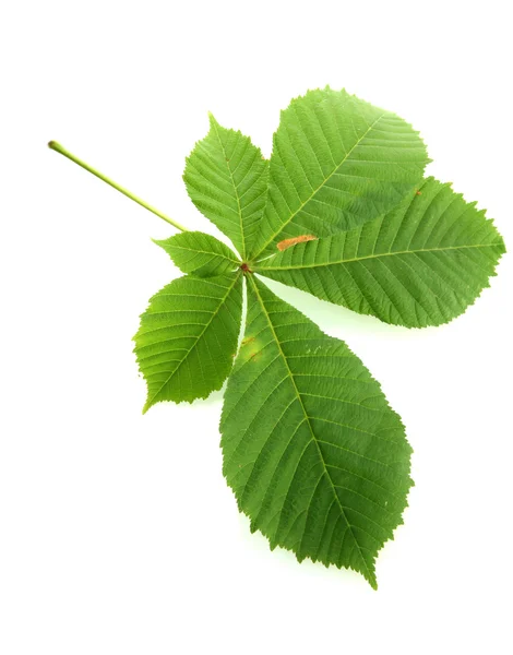 Feuille verte, isolée sur blanc — Photo