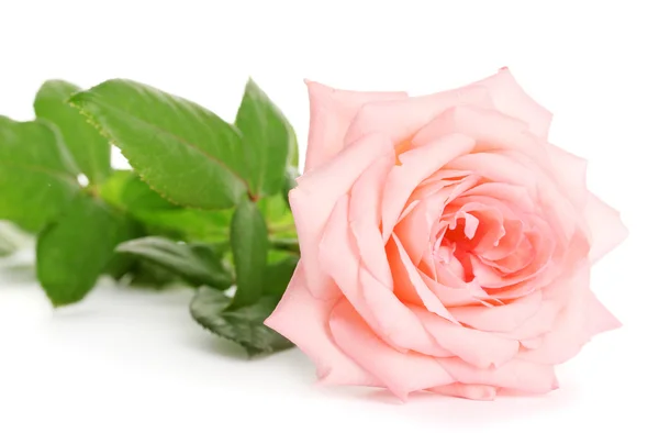 Pink rose isolated on white — Stock Photo, Image