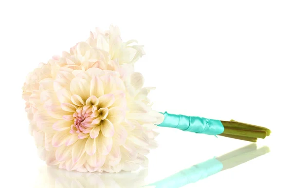 Bouquet of beautiful white dahlias tied with ribbon isolated on white — Stock Photo, Image