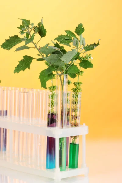 Test-tubes with a colorful solution and the plant on yellow background clos — Stock Photo, Image