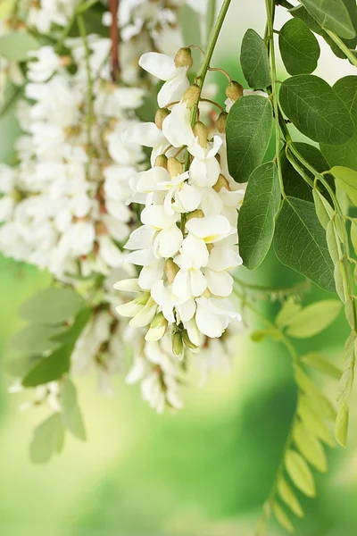 Ramo di fiori di acacia bianca su sfondo verde — Foto Stock