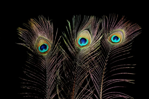 Peacock feathers on black background — Stock Photo, Image