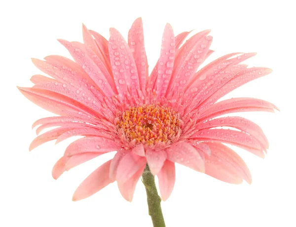 Beautiful pink gerbera with drops isolated on white — Stock Photo, Image