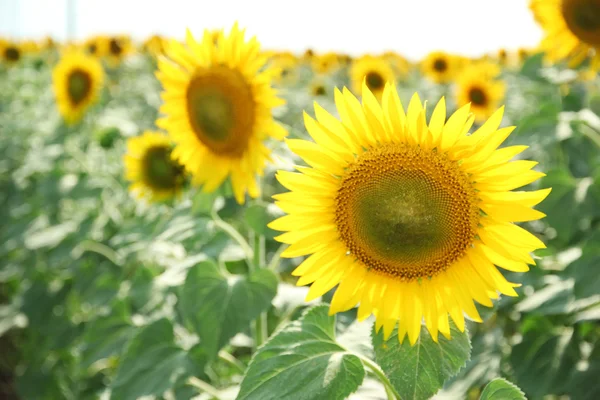 Sunflower field — Stock Photo, Image