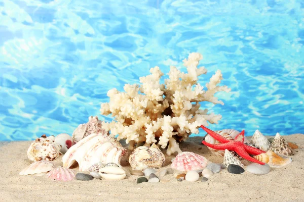 Sea coral with shells on water background close-up — Stock Photo, Image