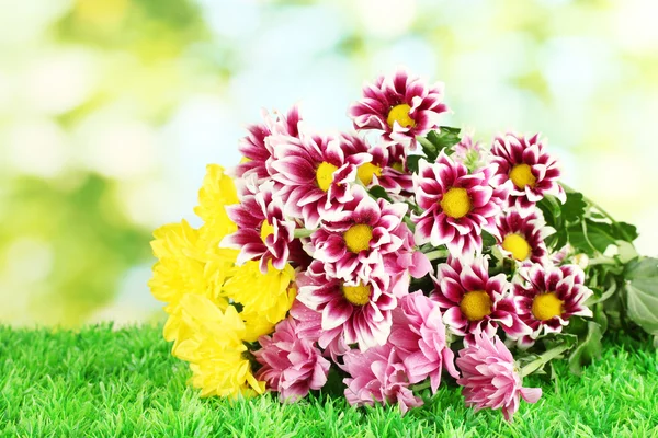 Bouquet di bellissimi crisantemi su sfondo verde brillante primo piano — Foto Stock