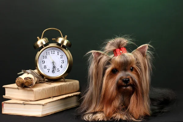 Beautiful yorkshire terrier surrounded by antiques on colorful background — Stock Photo, Image