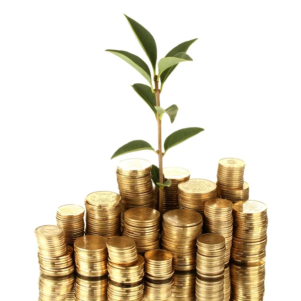 Plant growing out of gold coins isolated on white — Stock Photo, Image