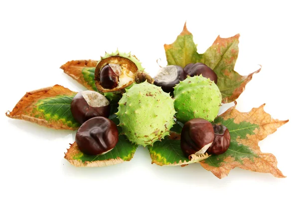 Castagne con foglie secche autunnali, isolate su bianco — Foto Stock