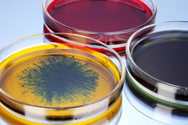 Color liquid in petri dishes on grey background — Stock Photo, Image