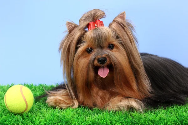 Beautiful yorkshire terrier on grass on colorful background Royalty Free Stock Photos