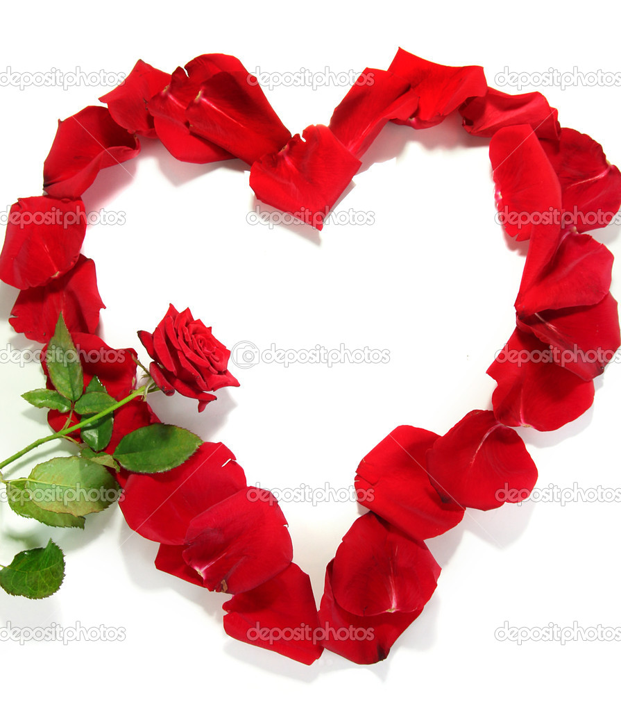 Beautiful heart of red rose petals with red rose isolated on white ...