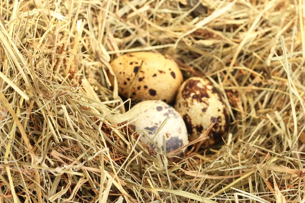 Huevos de codorniz en un nido de heno de cerca — Foto de Stock