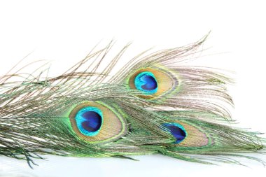 Tavus kuşu tüyü beyaz arka plan yakın çekim üzerinde