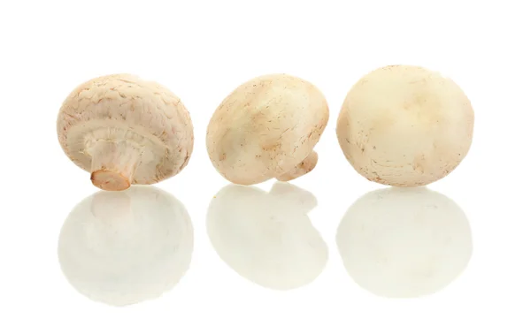 Świeże grzyby izolowane na białym — Zdjęcie stockowe