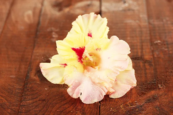 Vackra knopp av gul-rosa gladiolus på trä bakgrund närbild — Stockfoto