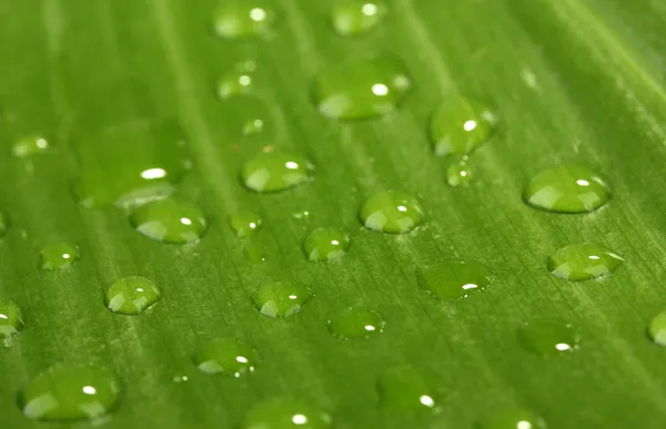 Bela folha verde com gotas de água close-up — Fotografia de Stock