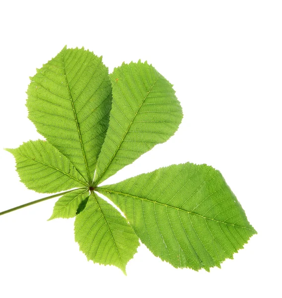 Folha verde, isolada sobre branco — Fotografia de Stock