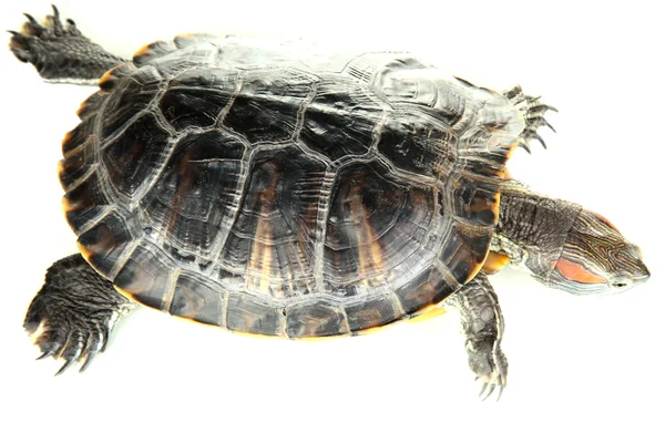 Tortuga oreja roja aislada en blanco —  Fotos de Stock