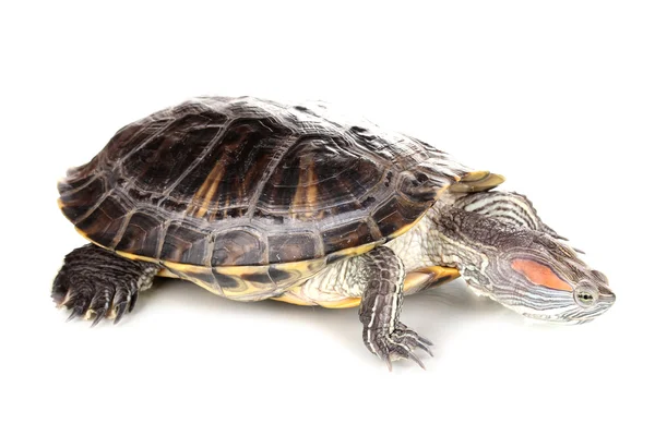 Tortue oreille rouge isolée sur blanc — Photo