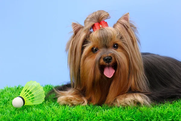 Beautiful yorkshire terrier with lightweight object used in badminton on gr Stock Photo