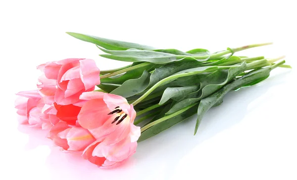 Beautiful pink tulips isolated on white — Stock Photo, Image