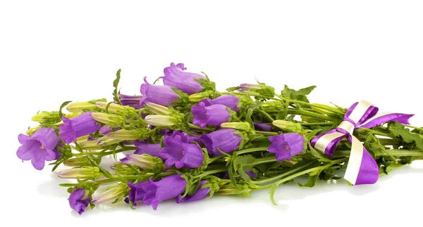 Blue bell flowers isolated on white — Stock Photo, Image