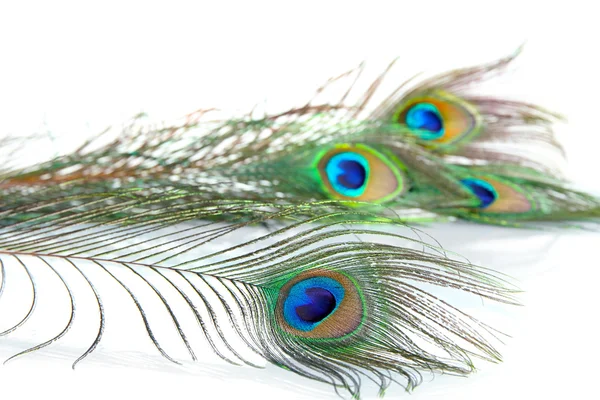 Peacock feathers on white background — Stock Photo, Image