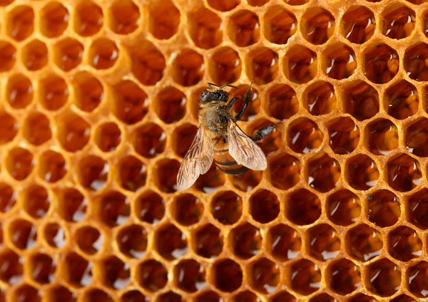 Amarillo hermoso panal con miel y abeja, fondo —  Fotos de Stock