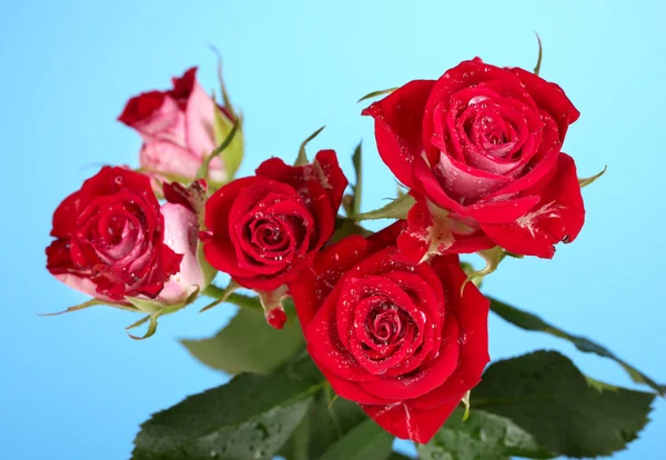 Lindas rosas vinosas em fundo azul close-up — Fotografia de Stock