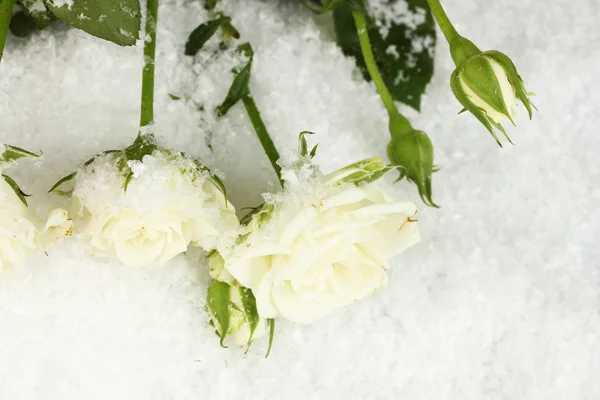 Beautiful white roses in the snow close-up — Stock Photo, Image