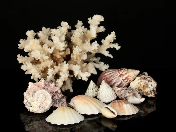 Sea coral with shells isolated on black — Stock Photo, Image