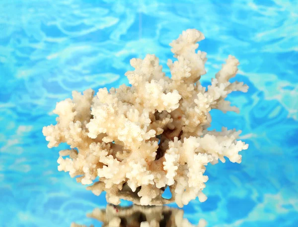 海珊瑚上水背景特写 — 图库照片