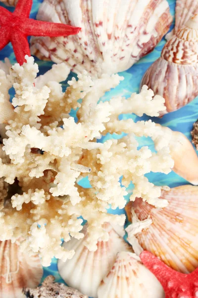 Corallo marino con conchiglie su sfondo blu primo piano — Foto Stock