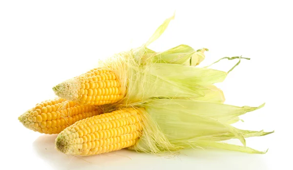 Fresh corn, isolated on white — Stock Photo, Image