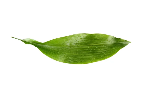 Wet green leaf isolated on white — Stock Photo, Image