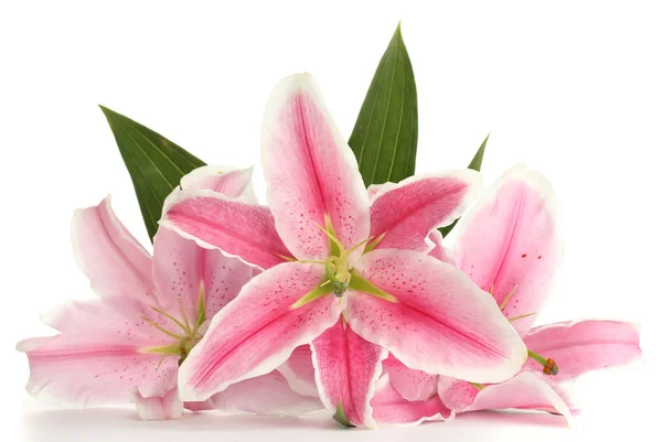 Bellissimo giglio rosa, isolato su bianco — Foto Stock