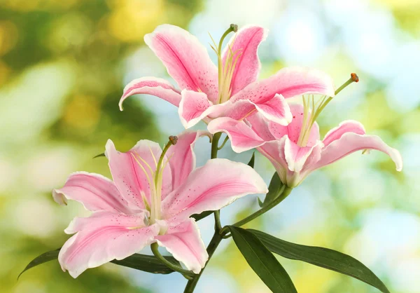 Beautiful pink lily, on green background — Stock Photo, Image