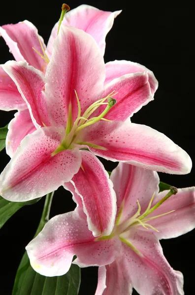 Schöne rosa Lilie, auf schwarzem Hintergrund — Stockfoto