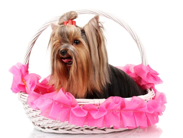 Beautiful yorkshire terrier in basket isolated on white — Stock Photo, Image