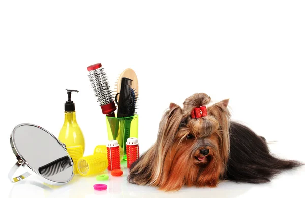 Schöner yorkshire terrier mit pflegeartikeln isoliert auf weiß — Stockfoto