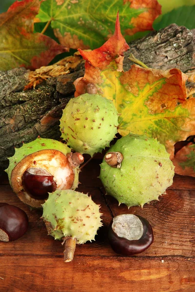 Gesztenye az ősz szárított levelek és a kéreg, fából készült háttér — Stock Fotó