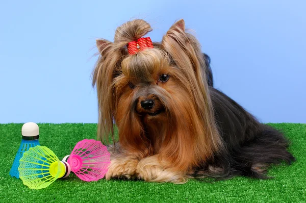 Beautiful yorkshire terrier with lightweight object used in badminton on gr Stock Image