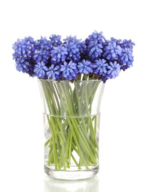 Muscari - cam üzerine beyaz izole sümbül